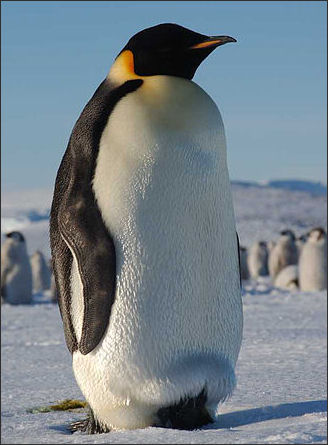 20120520-penguins Emperor-cold_hg.jpg